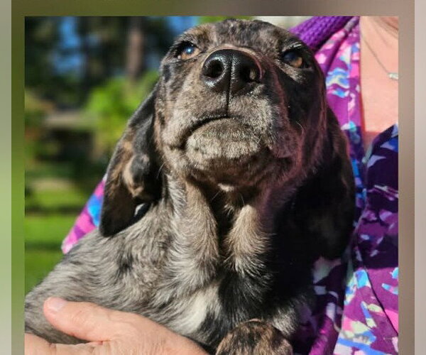 Medium Photo #5 Mutt Puppy For Sale in Wakefield, RI, USA