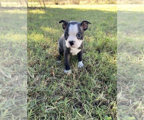Medium Photo #2 Boston Terrier Puppy For Sale in FREDONIA, KS, USA