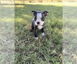 Small #1 Boston Terrier