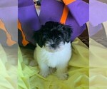 Small Photo #4 Havanese Puppy For Sale in PHOENIX, AZ, USA