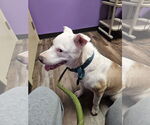 Small #4 American Pit Bull Terrier Mix