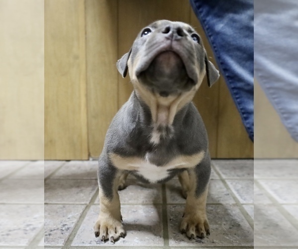 Medium Photo #5 American Bully Puppy For Sale in EGG HARBOR CITY, NJ, USA