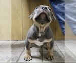 Small Photo #5 American Bully Puppy For Sale in EGG HARBOR CITY, NJ, USA