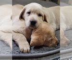 Puppy Black collar Labrador Retriever