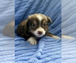 Small Photo #4 Miniature Australian Shepherd-Rat Terrier Mix Puppy For Sale in FAIR HAVEN, MI, USA