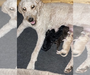 Mother of the Sheepadoodle puppies born on 06/30/2022
