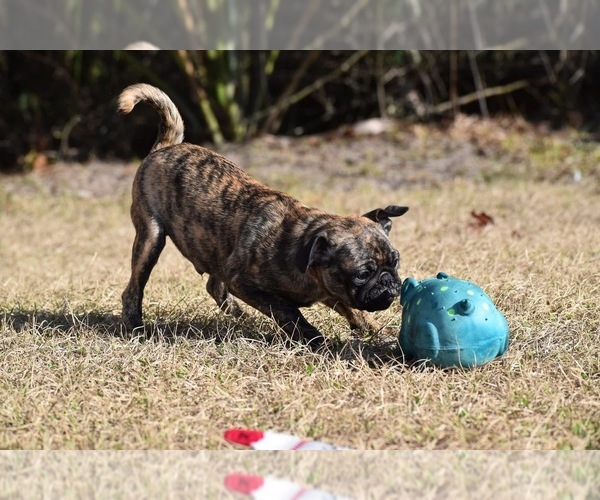 Medium Photo #7 Pug Puppy For Sale in PALM COAST, FL, USA