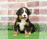 Small #11 Bernese Mountain Dog