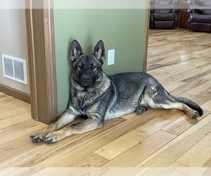 Father of the German Shepherd Dog puppies born on 02/08/2026