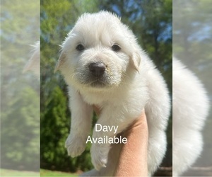 Great Pyrenees Puppy for sale in PEACHTREE CITY, GA, USA