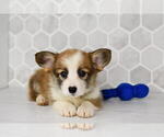 Small #20 Pembroke Welsh Corgi