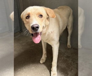 Labrador Retriever-Unknown Mix Dogs for adoption in San Bernardino, CA, USA