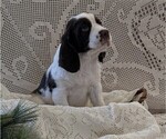 Small #4 English Springer Spaniel