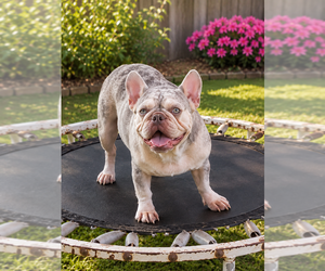 Mother of the French Bulldog puppies born on 05/20/2025