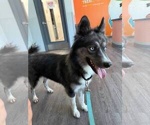 Siberian Husky Dogs for adoption in Carrollton, TX, USA