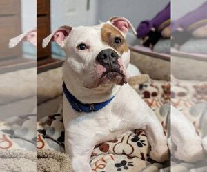 Chief - Male American Staffordshire Terrier-Boxer Mix Dog for Adoption - Photo #10