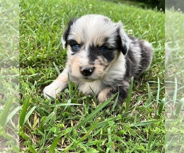Medium Photo #3 Australian Shepherd Puppy For Sale in MEHERRIN, VA, USA
