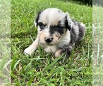 Small #2 Australian Shepherd