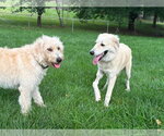 Small #2 Great Pyrenees Mix
