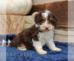 Small #3 Bernedoodle (Miniature)