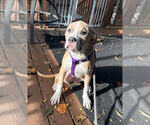 Delilah - Female American Bully-Pit Puppy for Sale - Small photo