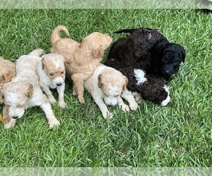 Goldendoodle-Poodle (Standard) Mix Puppy for sale in GREENVILLE, SC, USA