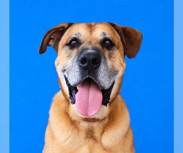 Medium Photo #1 Mastiff-Unknown Mix Puppy For Sale in Pasadena, CA, USA