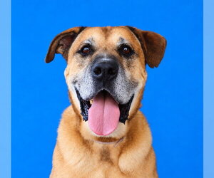 Mastiff-Unknown Mix Dogs for adoption in Pasadena, CA, USA