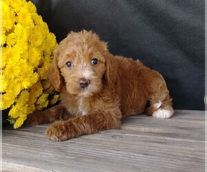Labradoodle-Poodle (Miniature) Mix Puppy for sale in FREDERICKSBG, OH, USA