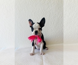 Boston Terrier Puppy for Sale in SAN ANTONIO, Texas USA