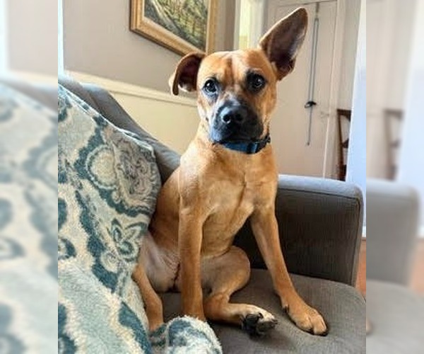 Medium Photo #3 Mutt Puppy For Sale in Canton, CT, USA