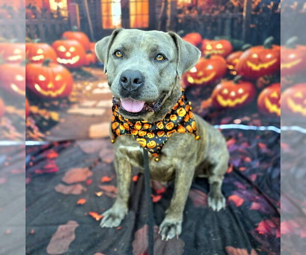 Medium Photo #2 American Pit Bull Terrier Puppy For Sale in Long Beach, CA, USA