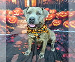 Small #1 American Pit Bull Terrier