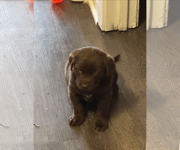 Medium Photo #2 Labrador Retriever-Unknown Mix Puppy For Sale in Ball Ground, GA, USA