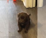 Small #1 Labrador Retriever Mix