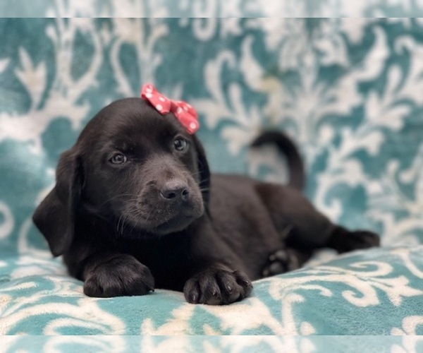 Medium Photo #14 Labrador Retriever Puppy For Sale in LAKELAND, FL, USA