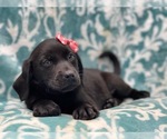 Small Photo #14 Labrador Retriever Puppy For Sale in LAKELAND, FL, USA