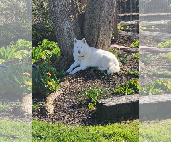 Medium Photo #5 American Eskimo Dog-Unknown Mix Puppy For Sale in Lindsay, CA, USA