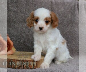 Cavapoo Puppy for sale in LEOLA, PA, USA