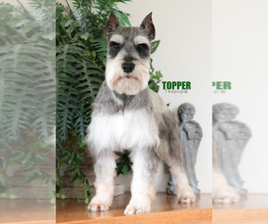 Father of the Schnauzer (Miniature) puppies born on 11/15/2023