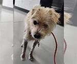 Small Mutt