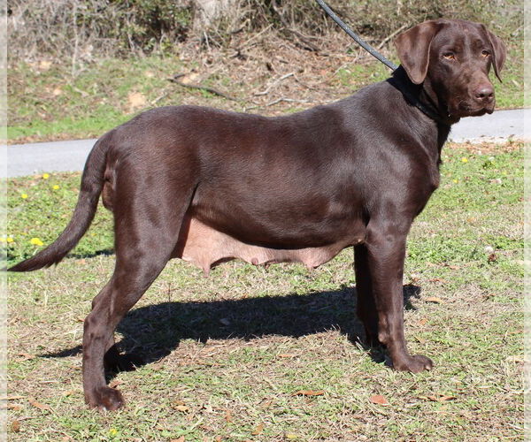 Medium Photo #4 - Mix Puppy For Sale in Prattville, AL, USA