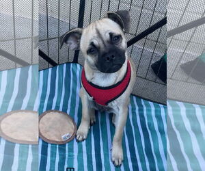 Pug-Unknown Mix Dogs for adoption in Morganville, NJ, USA