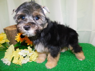 Havashire Puppy for sale in HAMMOND, IN, USA