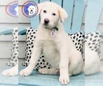 Small Photo #7 Great Pyrenees Puppy For Sale in Spring, TX, USA