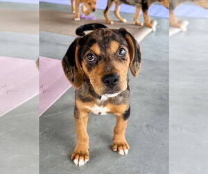 Catahoula Leopard Dog-Labrador Retriever Mix Dogs for adoption in GILBERTS, IL, USA