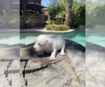 Small Photo #1 Malchi Puppy For Sale in LA QUINTA, CA, USA