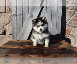 Pomsky Puppy for sale in WOOSTER, OH, USA