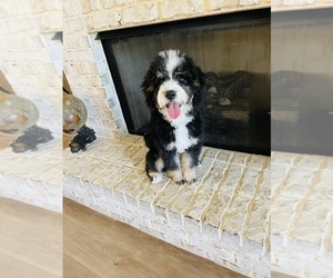 Bernedoodle-Bernese Mountain Dog Mix Puppy for sale in CANTON, GA, USA
