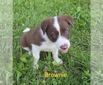 Puppy Brownie Border Collie